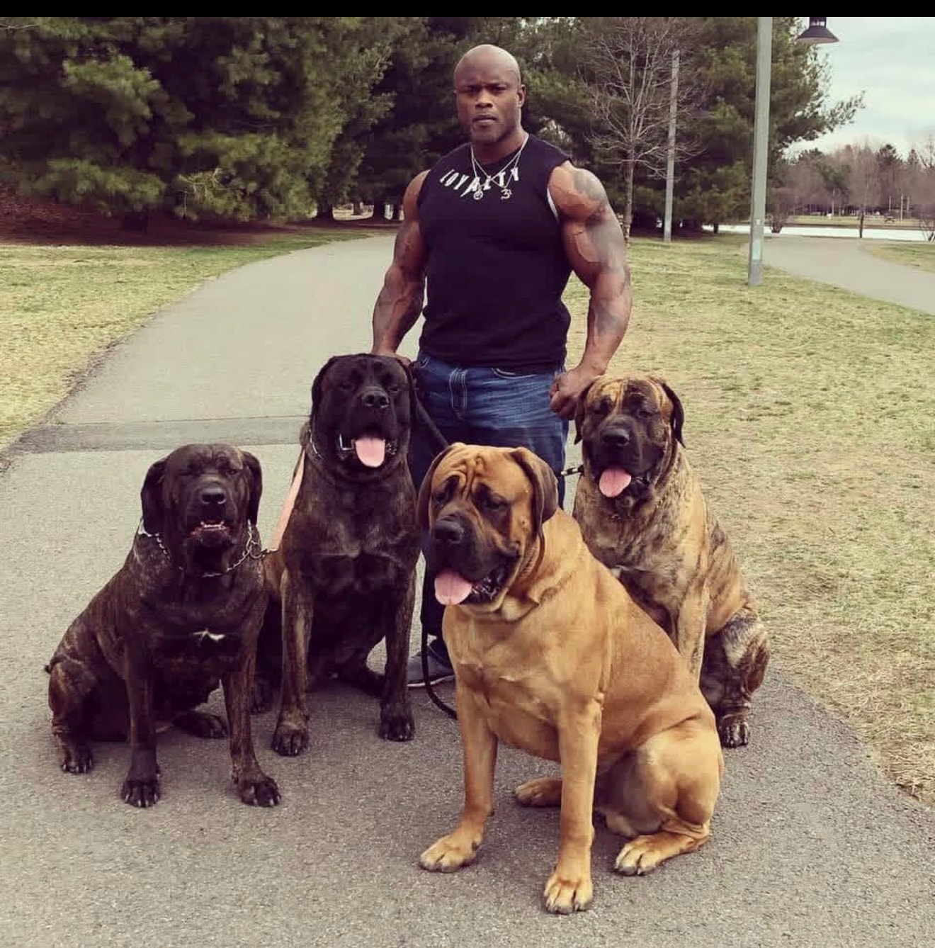 Ben White with his Mastiff pack