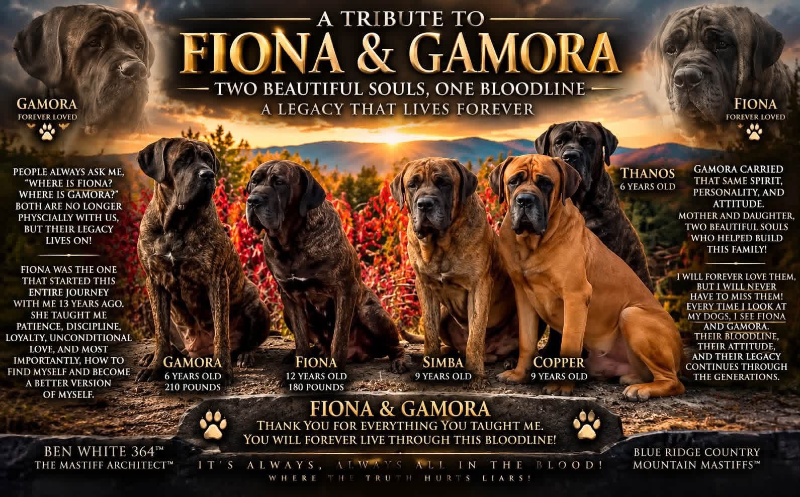 A Tribute to Fiona and Gamora — Two Beautiful Souls, One Bloodline